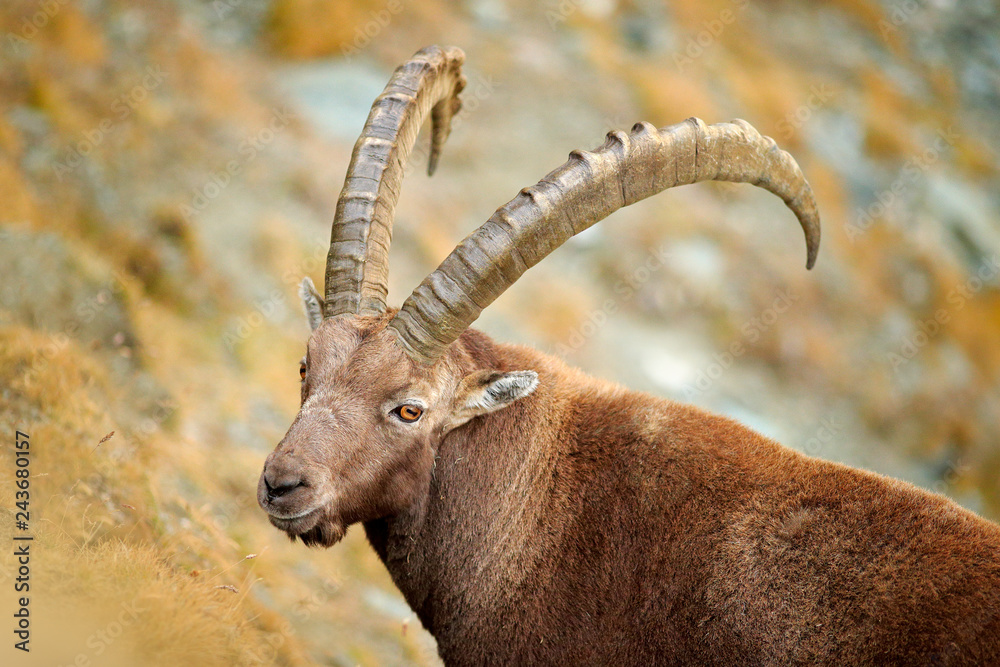 Alpine Ibex, Capra ibex, in nature habitat. Gran Paradisko National Park, Italy. Wildlife scene from nature. Animal with horn in the rock mountain. Close-up detail of horned mammal in the stones.