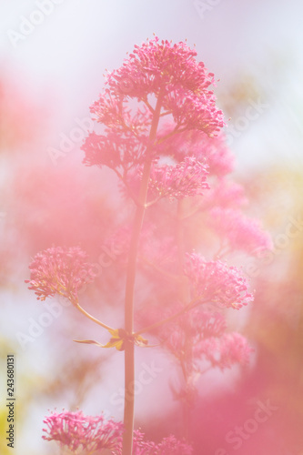 Flor rosa con efecto velo delante