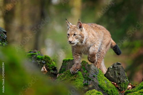 Lynx in the forest. Sitting Eurasian wild cat on green mossy stone, green in background. Wild cat in ther nature habitat, Czech, Europe.