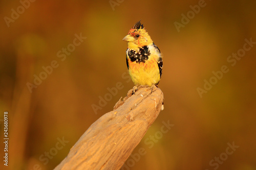 Obraz na plátně Yellow bird Crested Barbet, Trachyphonus vaillantii, Chobe National Park, Botswana