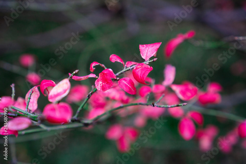 Green branches with pink and red leaves
