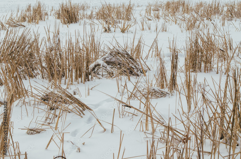 Fototapeta premium Snow grass