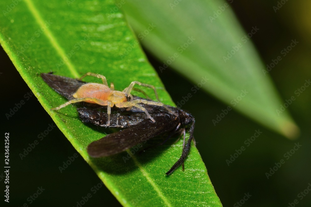 Naklejka premium A small Yellow Sac spider catches a juicy black moth for dinner and is feeding on it on an Oleander leaf in Houston, TX.
