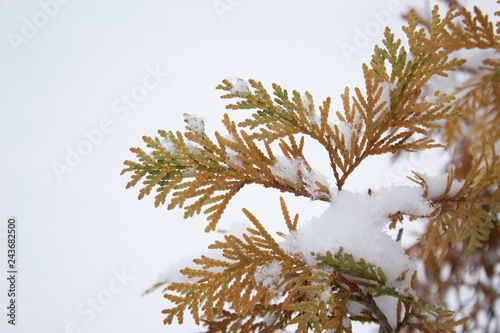 branch with orange yellow and light green leaves in early winter under the snow First snow close-up Yellow branch on white isolated background
