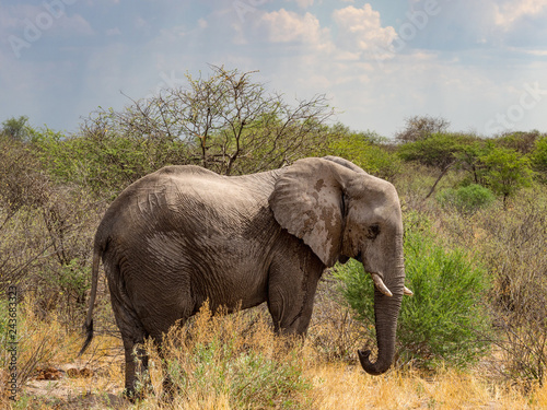 Canvas Print Wild african elephant close up, Botswana, Africa