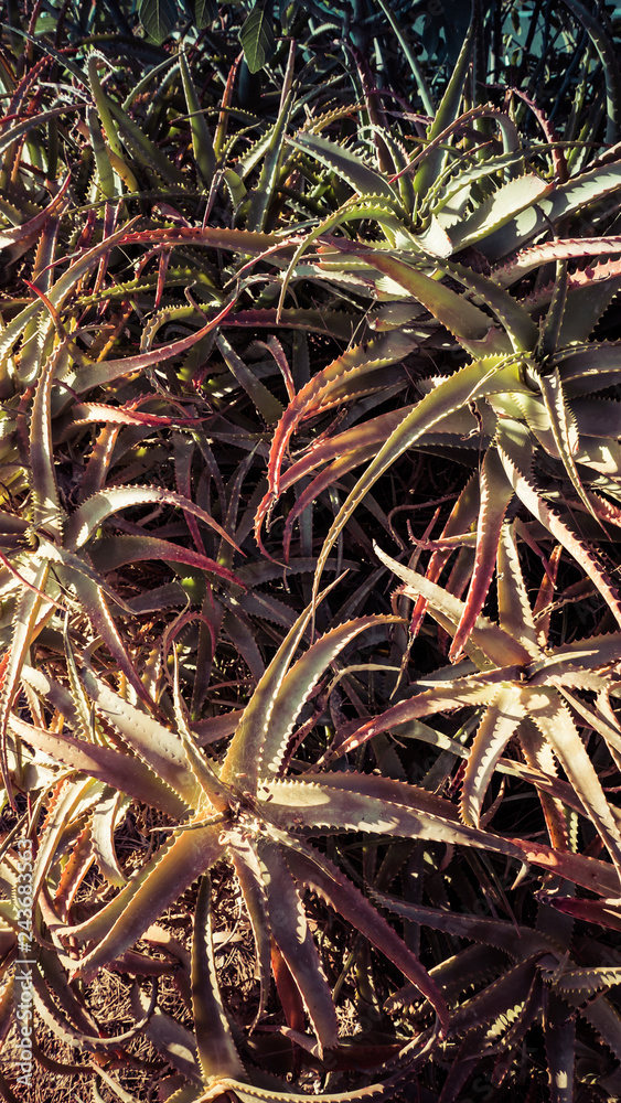 Green Desert Plants Aloe Cacti Green Desert Plants Aloe Cacti