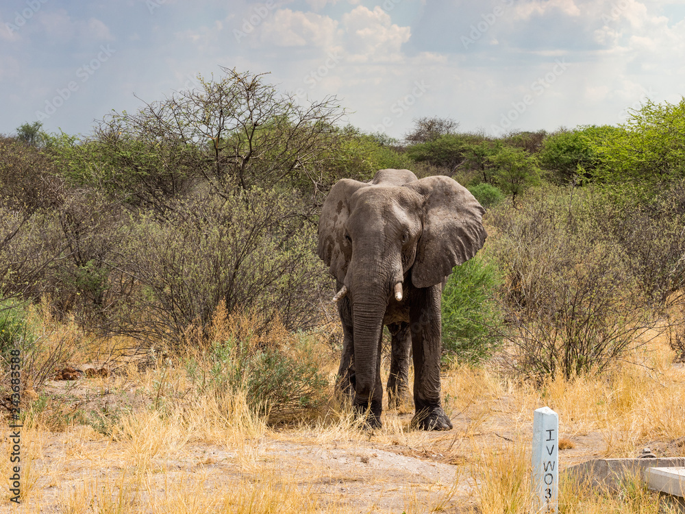 Fototapeta premium Wild african elephant close up, Botswana, Africa