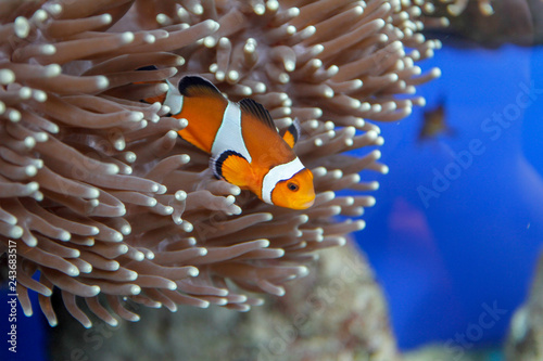 Nemo fishs in an aquarium with coral background.