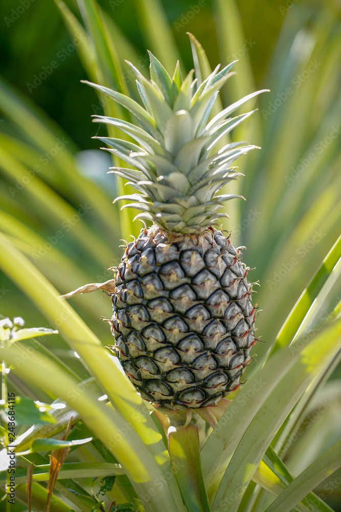 Pineapples are tropical fruit that are rich in vitamins, enzymes and antioxidents. They may help boost the immune system, build strong bones and aid indigestion. Pineapples are tropical fruit that are rich in vitamins, enzymes and antioxidents. They may help boost the immune system, build strong bones and aid indigestion.