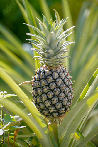 Pineapples are tropical fruit that are rich in vitamins, enzymes and antioxidents. They may help boost the immune system, build strong bones and aid indigestion.