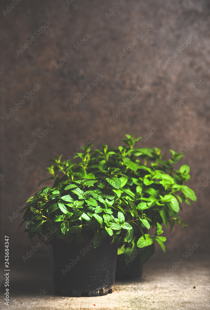 Fresh mint growing in pots over concrete table, copy space Fresh mint growing in pots over concrete table, copy space