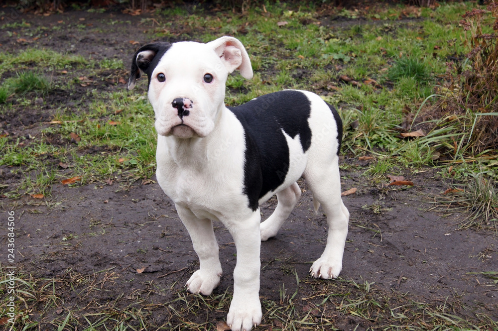 Niedlicher Hunde Welpe Bulldogge Niedlicher Hunde Welpe Bulldogge