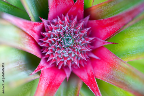 Flower pineapple
