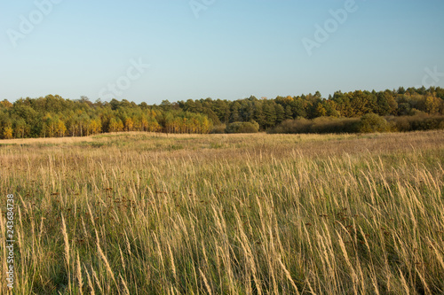 High dry grass on the meadow  autumn forest and clear sky