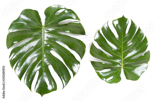 Two green leaves Monstera on white isolated background. Concept fashion growing flora