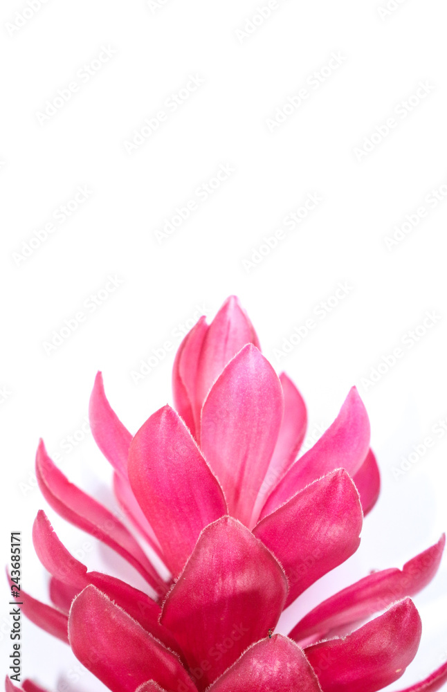 Naklejka premium Red Ginger Close up