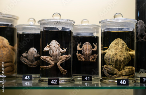 Cuadro en lienzo Frogs in a glass containers preserved and conserved in formalin