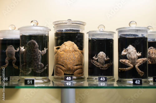 Frogs in a glass containers preserved and conserved in formalin. Fluid preserved frog in flasks.