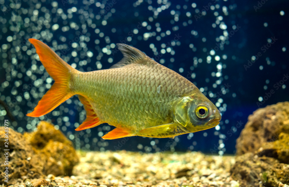 Aquarium Fish. Underwater Stones and sand. Fishes and air bubbles on the background. Aquarium Fish. Underwater Stones and sand. Fishes and air bubbles on the background.