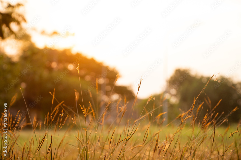 Flower grass in the field with sunlight