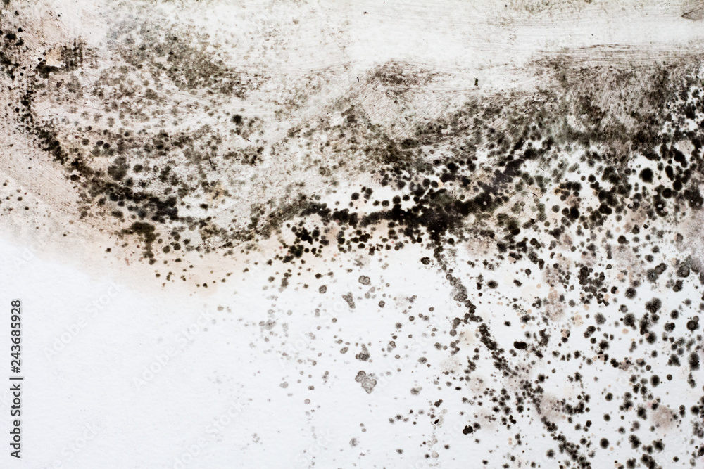 Black mold on a white wall in the house.
