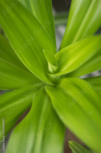 Green yukka vertical plant spring background texture