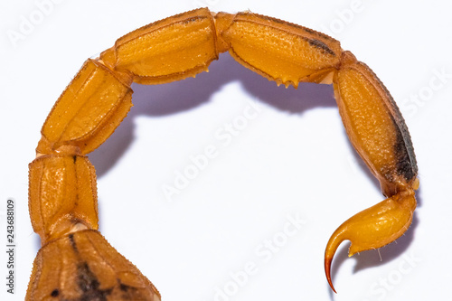 Caudal segments of Brazilian yellow scorpion, Tityus serrulatus, with detail view of stinger or aculeus.  photo