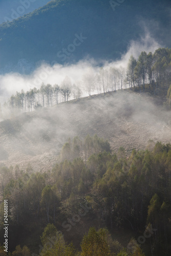foggy summer landscape in the mountains  Salciua  Romania