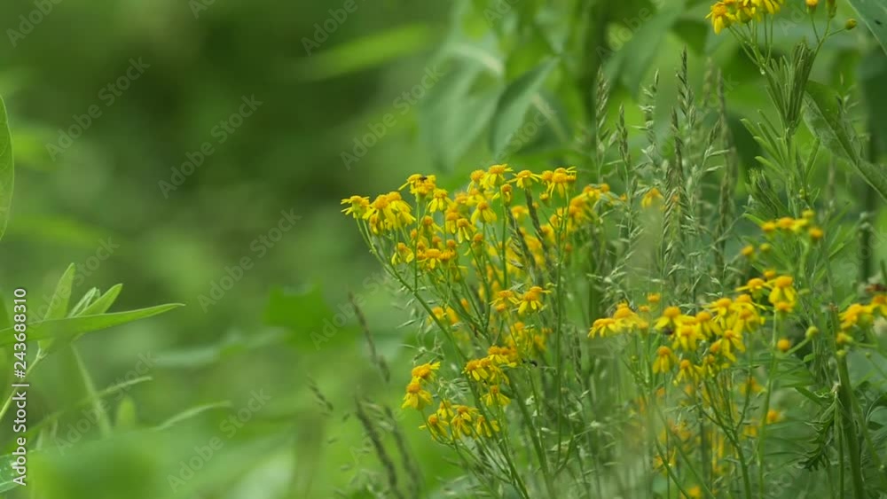 147 Plants-small yellow flowers and flies 147 Plants-small yellow flowers and flies
