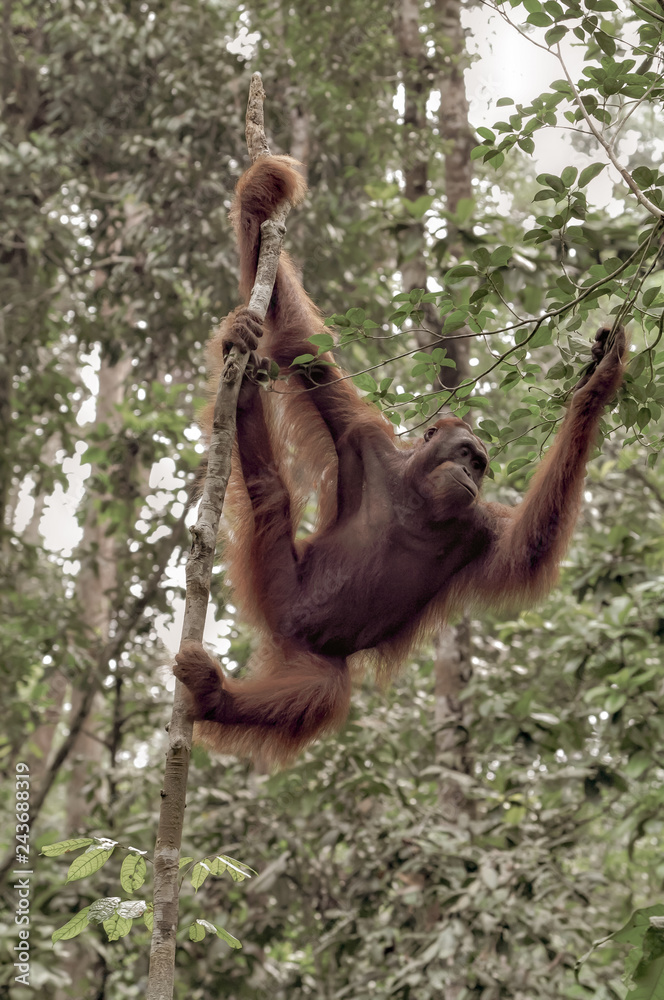 Naklejka premium Orangutan on a background of trees. The Orangutan park, Malaysia, Borneo, state Sarawak. The Hominids, Great Apes, Primates, Mammals, genus: Orangutans (Pongo pygmaeus), subfamily Pongidae. 