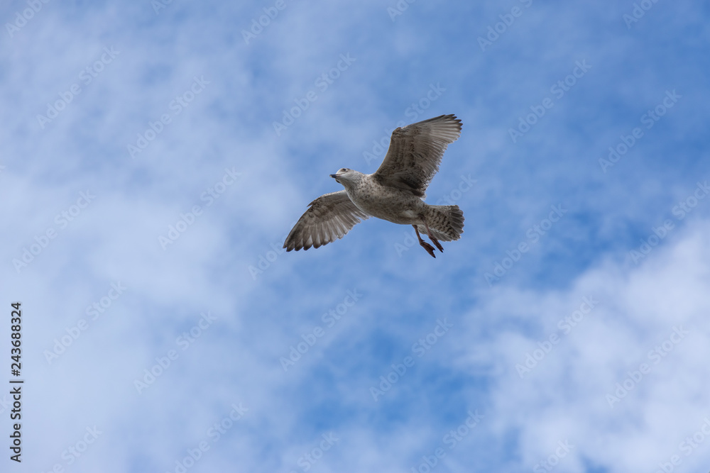 Obraz premium Seagull in flight