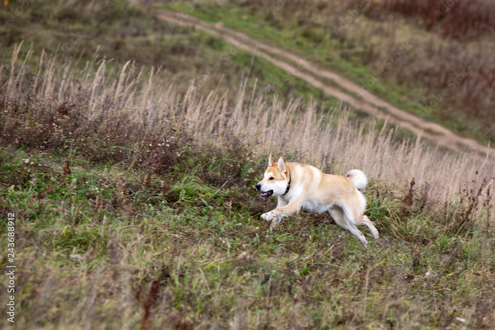 Dog breed West Siberian Laika running on the field in autumn. Coursing