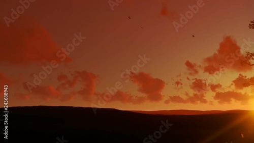 African Baobab and Birds flying against beautiful Sunset, panning