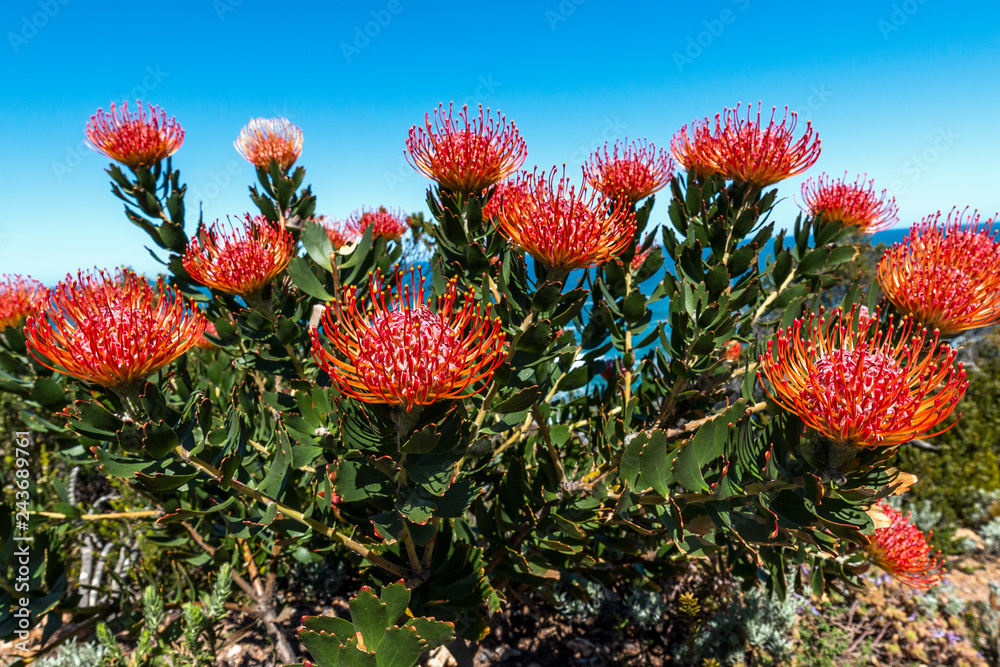 Group Red Pincushion Protea Flower Group Red Pincushion Protea Flower