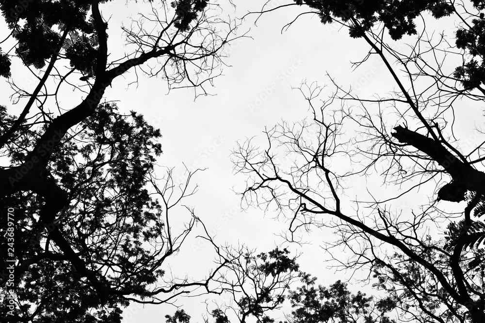 Fototapeta premium Looking up in Forest - Tree branches nature abstract - monochrome