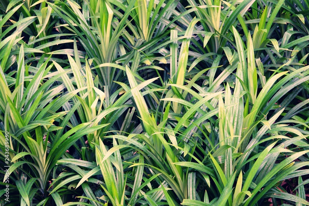 green leaf pattern background texture green leaf pattern background texture