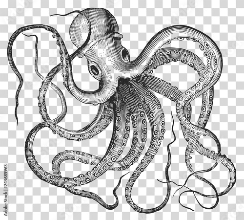 Octopus vulgaris Kraken #isolated #vector photo