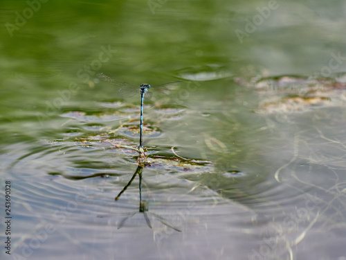 Damselflies (Erythromma lindenii (Selys, 1840)) mating and laying eggs in a pond in the Sierra de Enguera, Spain