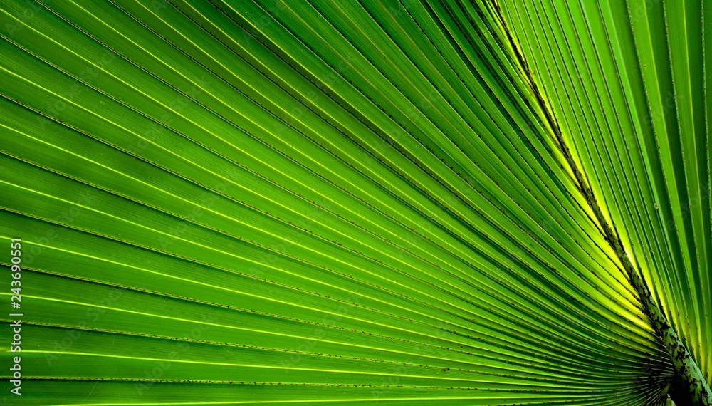 Fototapeta premium Lines and textures of green palm leaves