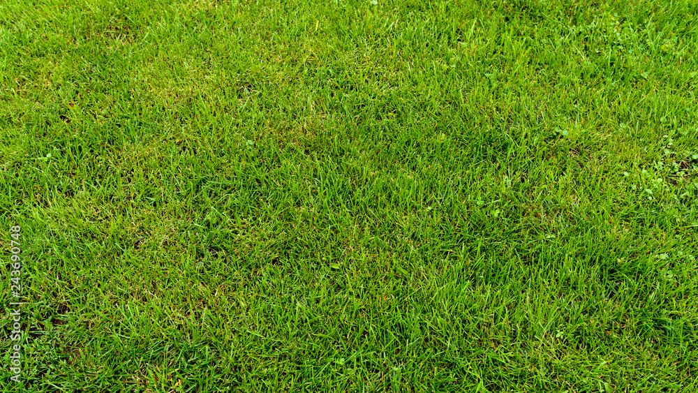 Natural background - beveled grass. Natural background - beveled grass.