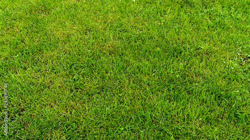 Natural background - beveled grass.
