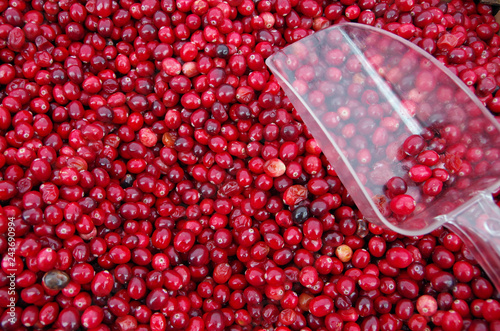 Mound of loose fresh cranberries with clear scoop 