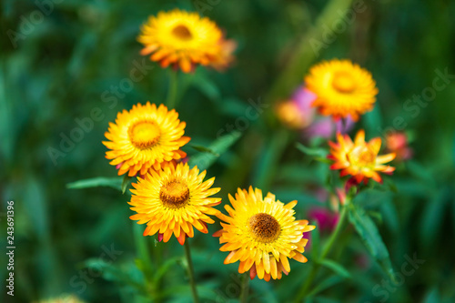 Straw flower of colourful beautiful on green grass nature in a spring garden.