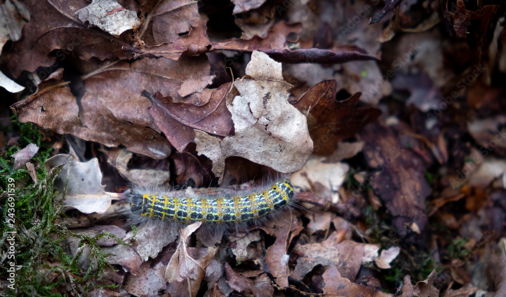 Naklejka premium Caterpillar on leaves