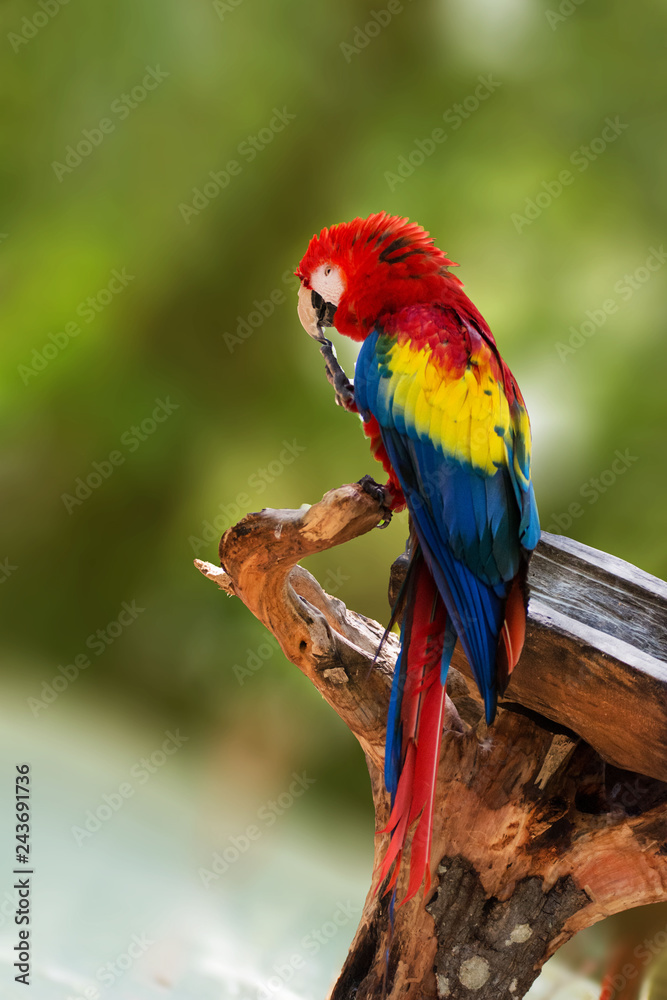 Parrot in Mexico Parrot in Mexico