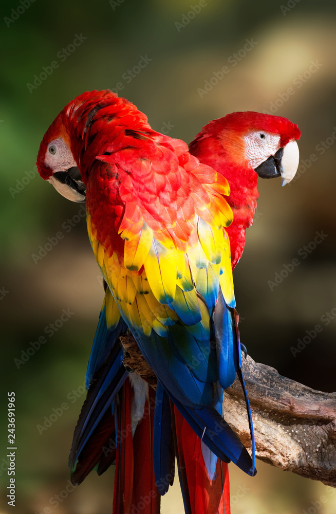 Obraz premium Parrots in Mexico