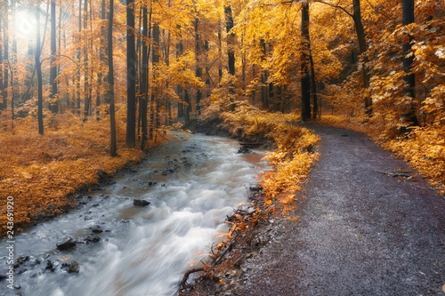 Autumn stream in the forest in sunny day