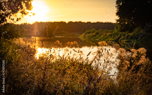 Dutch nature water trees sunset