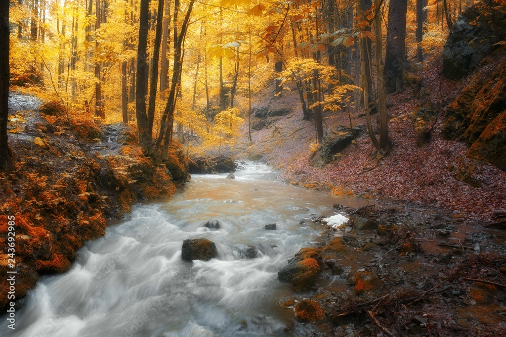 Autumn stream in the forest in sunny day