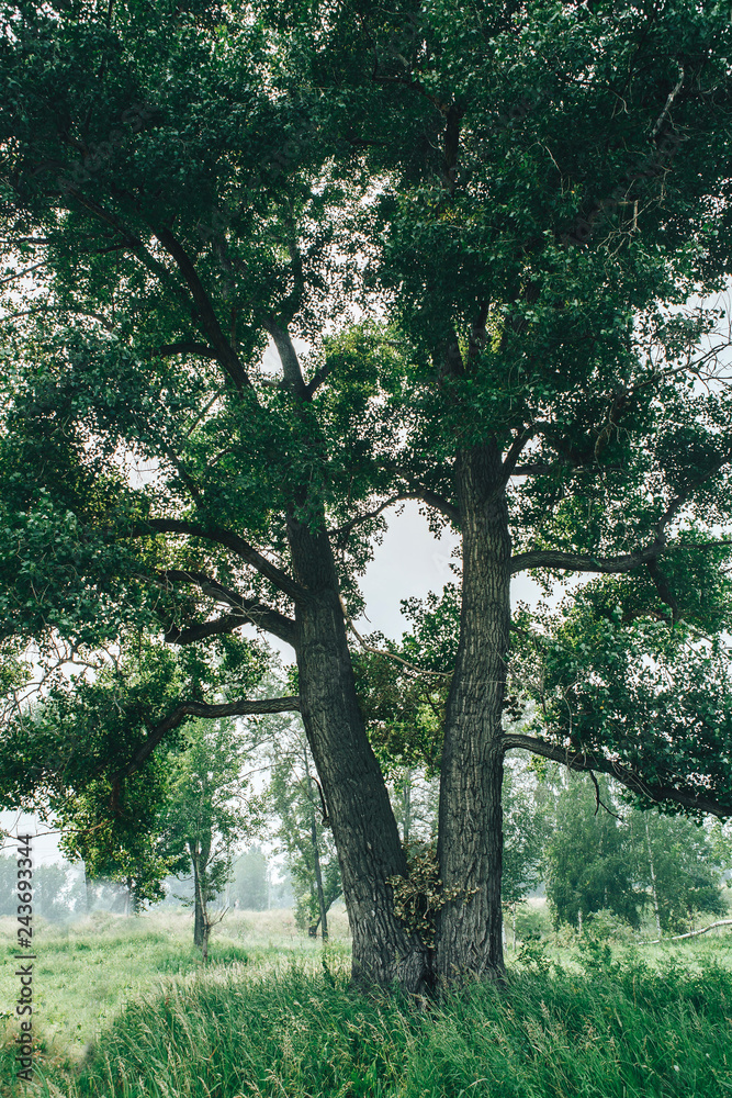 Fototapeta premium a tall tree with lush green foliage